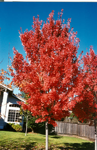 Maple "October Glory"