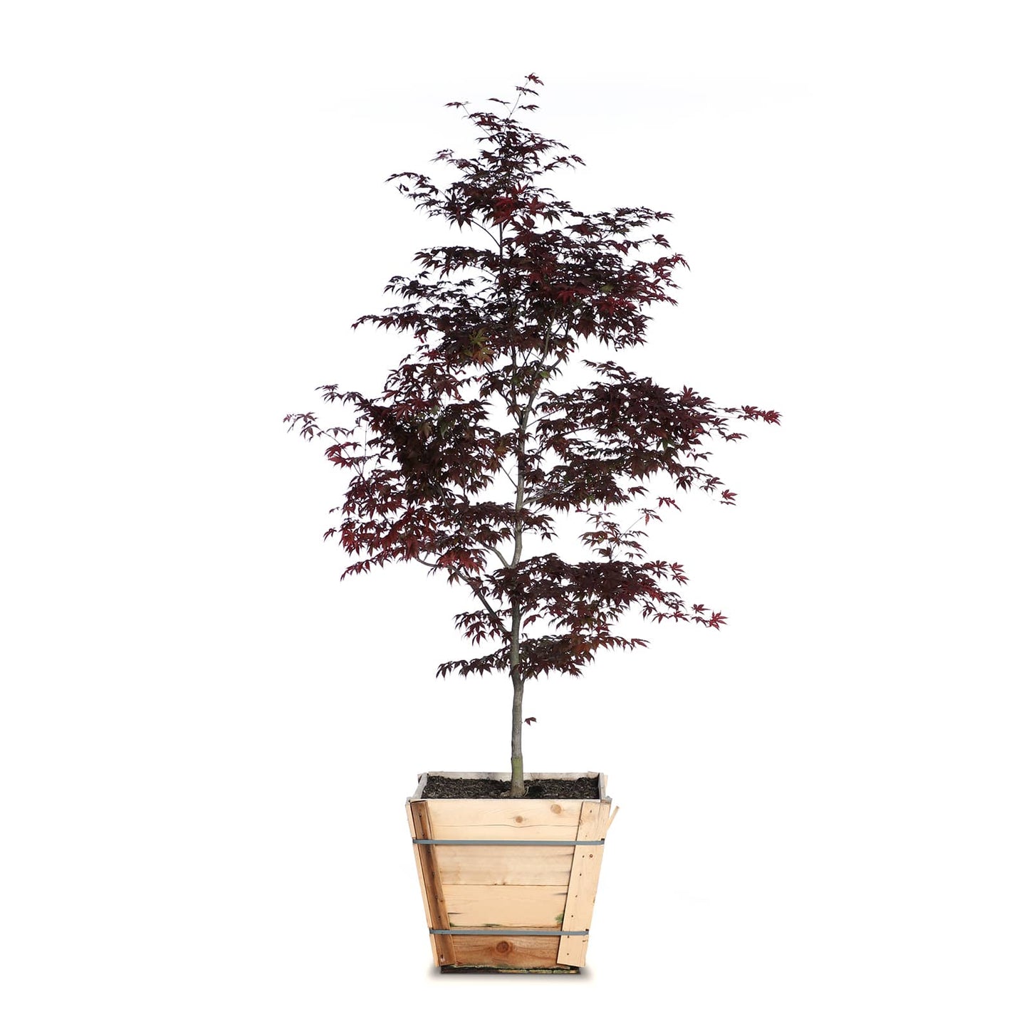 Japanese Maple "Bloodgood'"