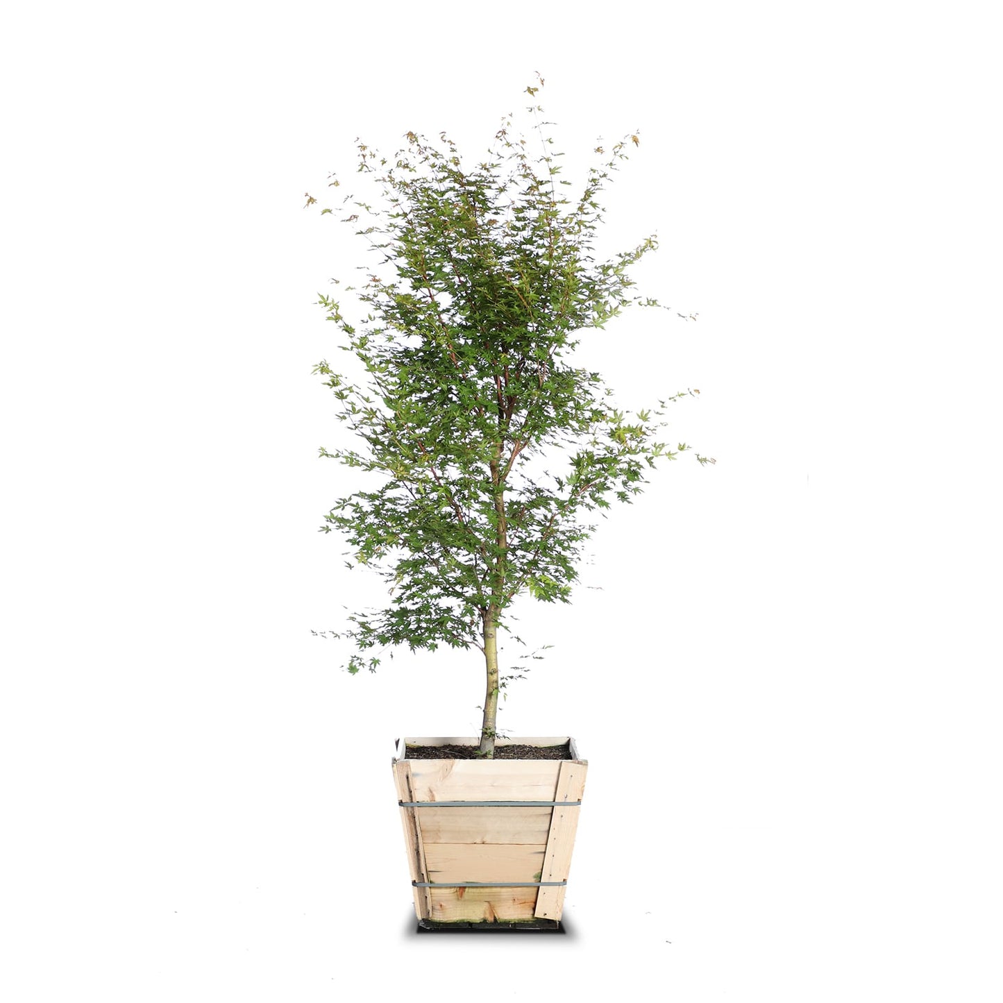 Japanese Maple "Sangu Kaku"