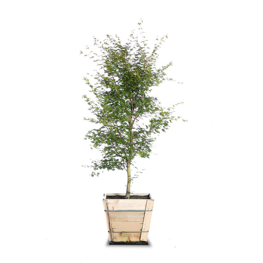 Japanese Maple "Sangu Kaku"