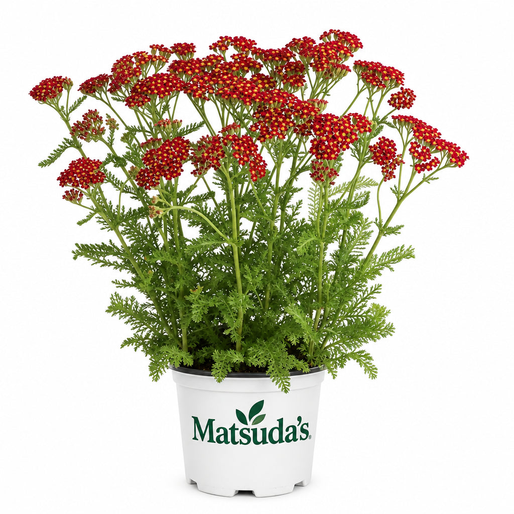Achillea Milly Rock Red