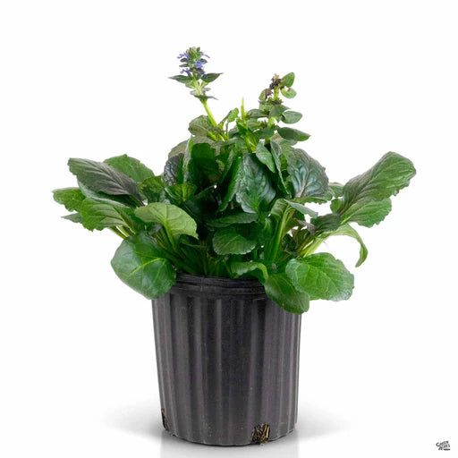 Ajuga "Catlin's Giant"