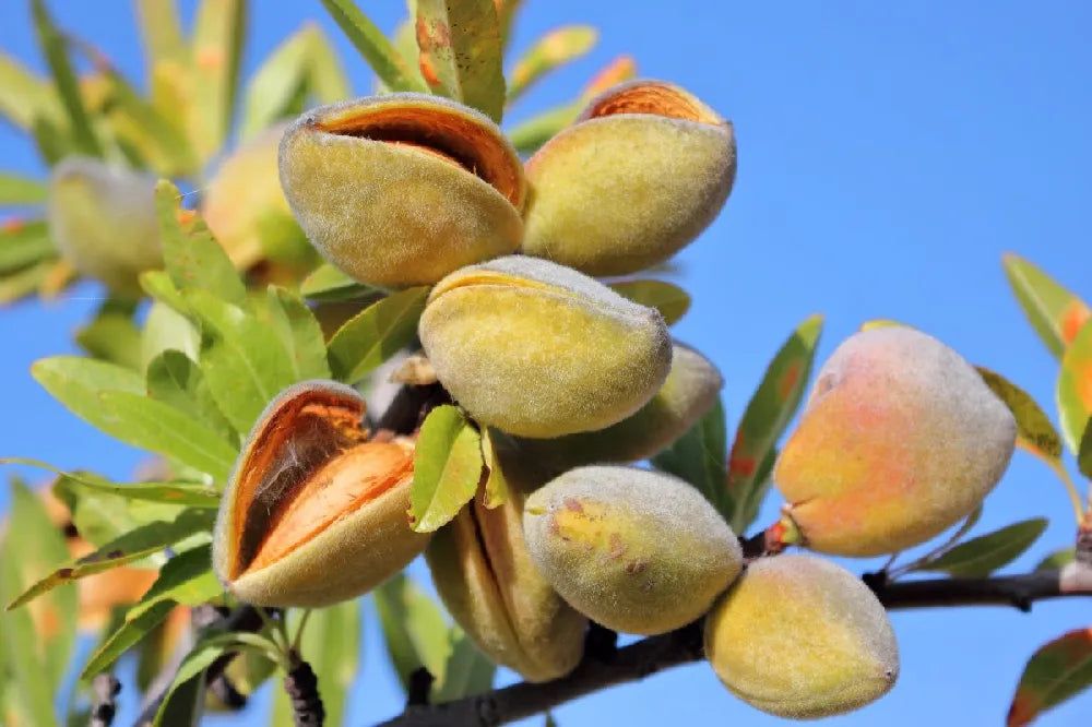 Almond 'All-In One'