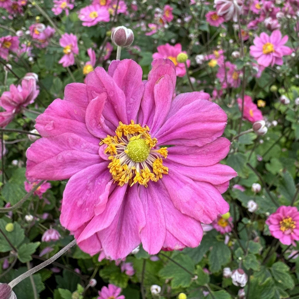 Anemone Pamina