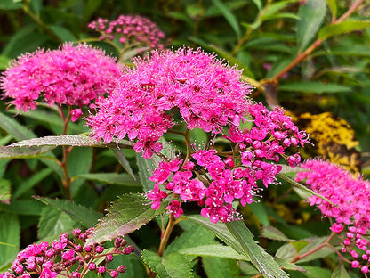 Spirea Anthony Waterer
