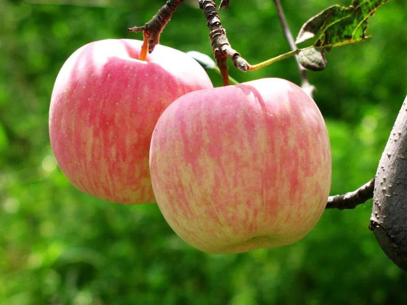 Apple 'Fuji'