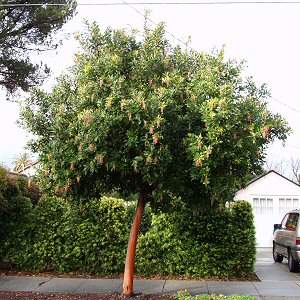 Arbutus "Marina" STD
