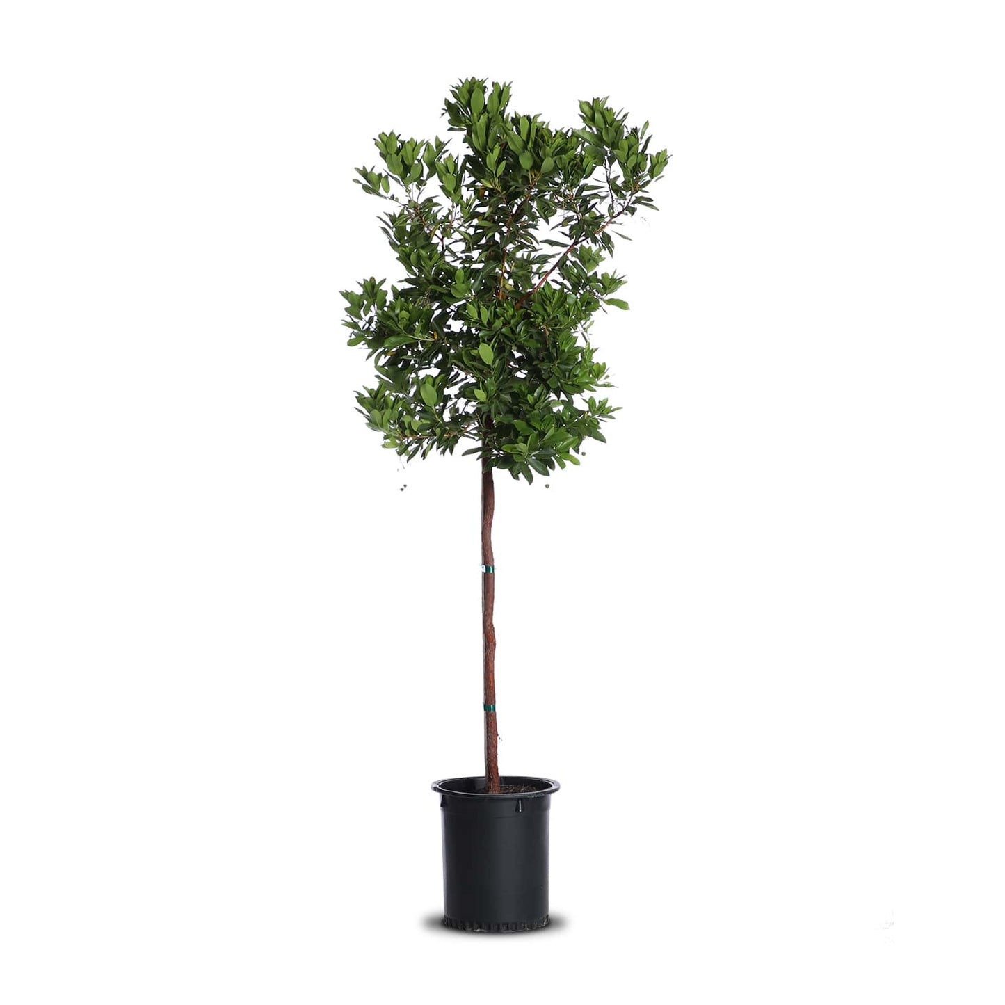 Arbutus "Marina" STD