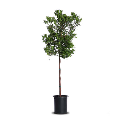 Arbutus "Marina" STD