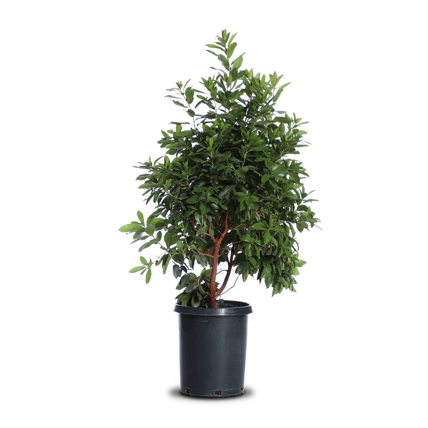 Arbutus "Marina" Multi