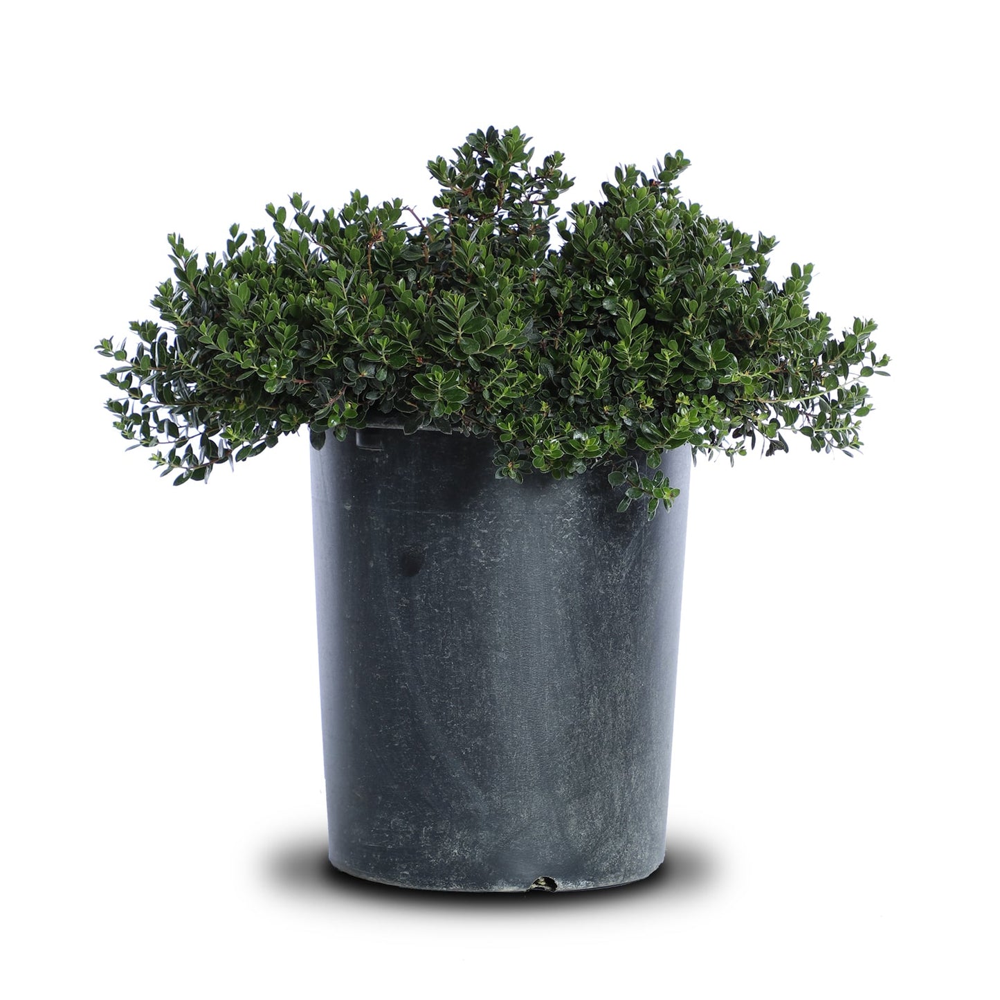 Arctostaphylos Densiflora "Emerald Carpet"