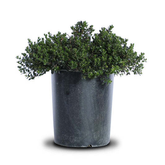 Arctostaphylos Densiflora "Emerald Carpet"