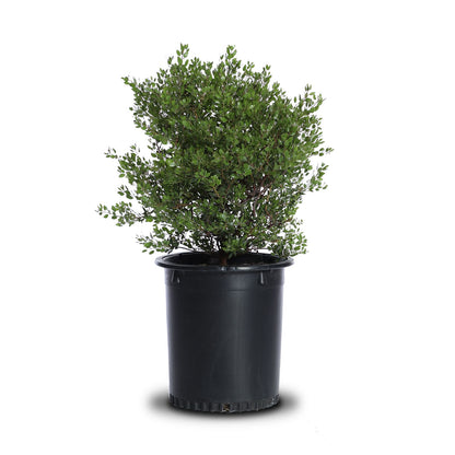 Arctostaphylos Den "Howard Mcminn"