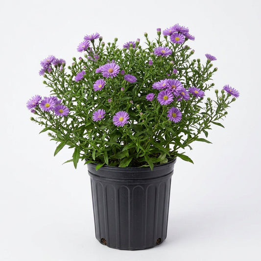 A dense, rounded mounding plant covered in small purple daisy-like flowers with yellow centers, planted in a brown nursery pot against a plain white background.