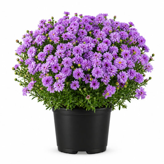Aster Henry III Purple