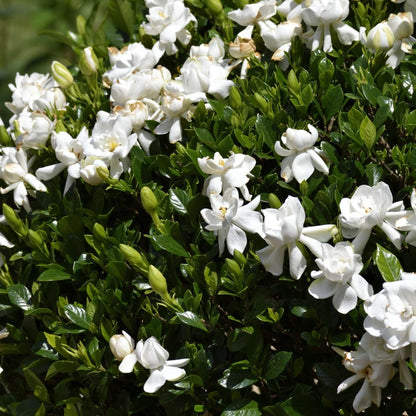 Gardenia August Beauty