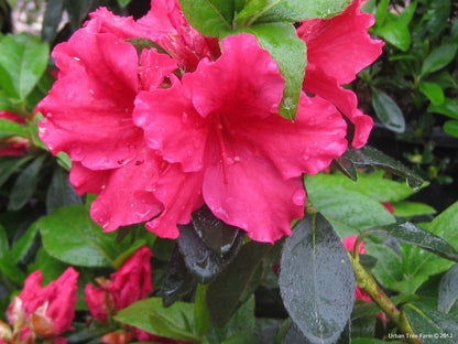 Azalea "Red Bird"