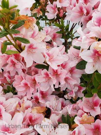 Azalea "Pink Lace"