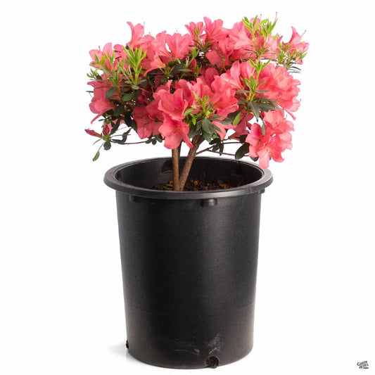 Azalea "Duc de Rohan"