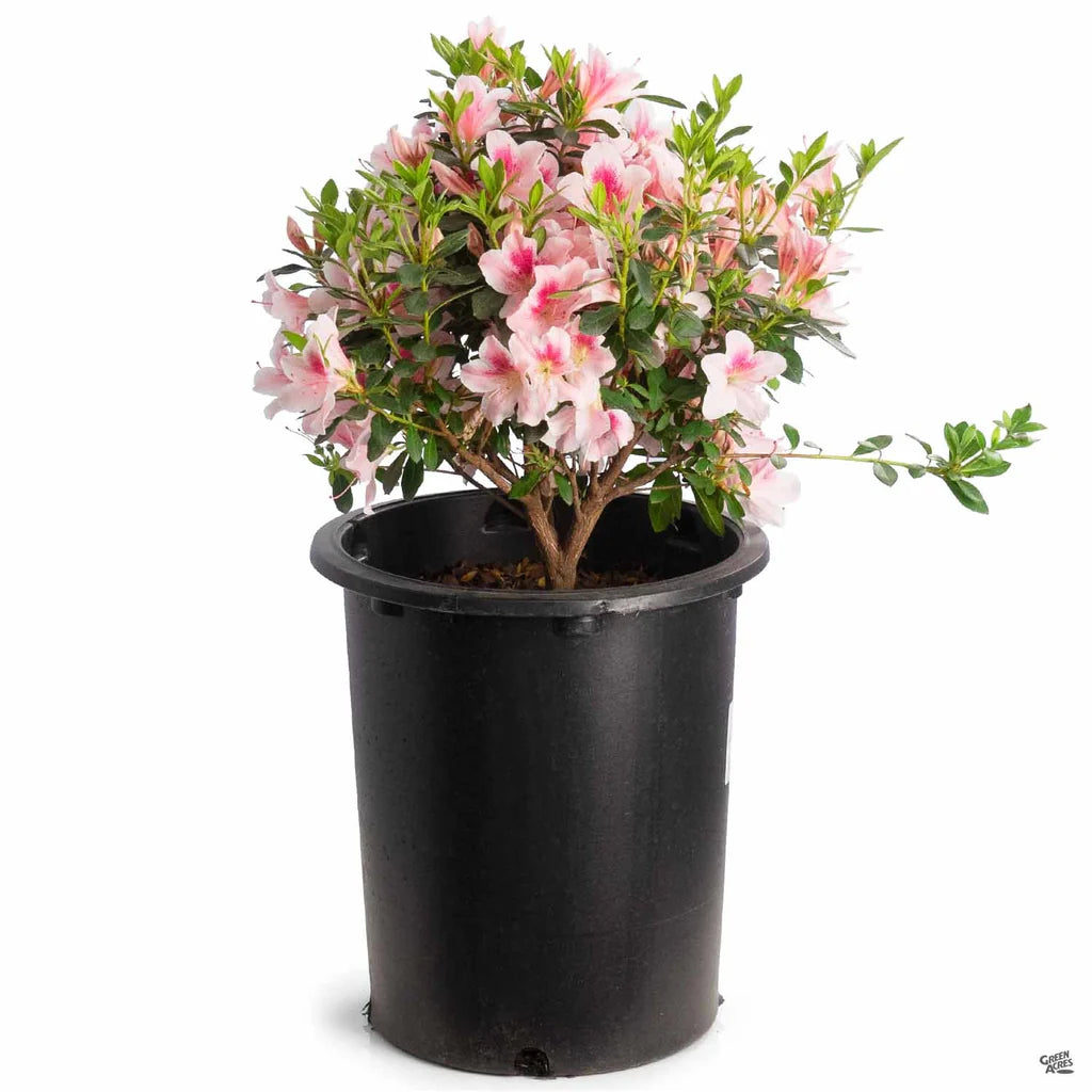 Azalea "Pink Lace"