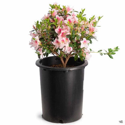 Azalea "Pink Lace"