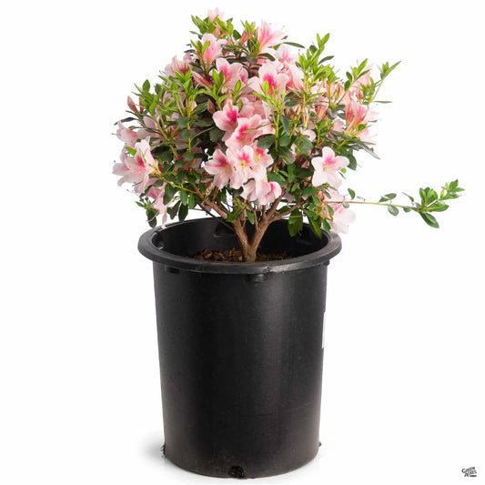 Azalea "Pink Lace"