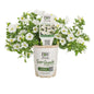 Calibrachoa "White"