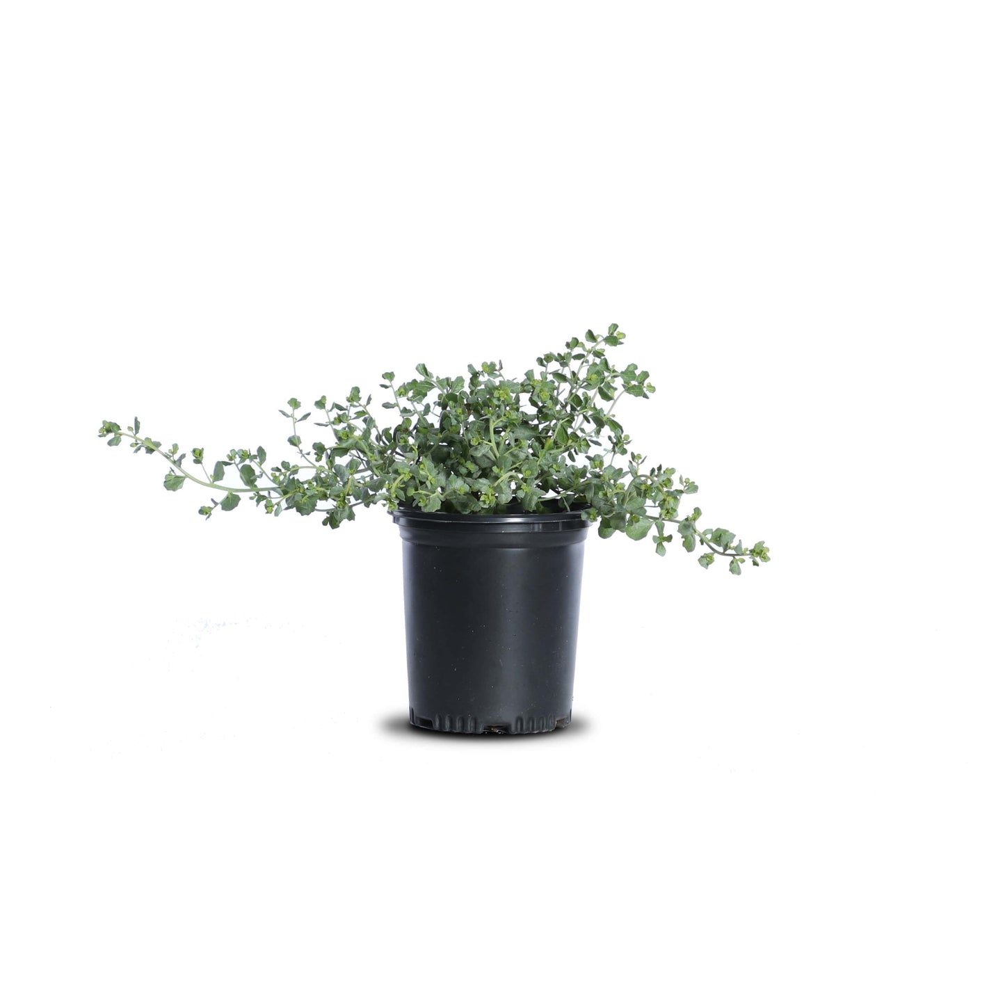 Baccharis "Pigeon Point"