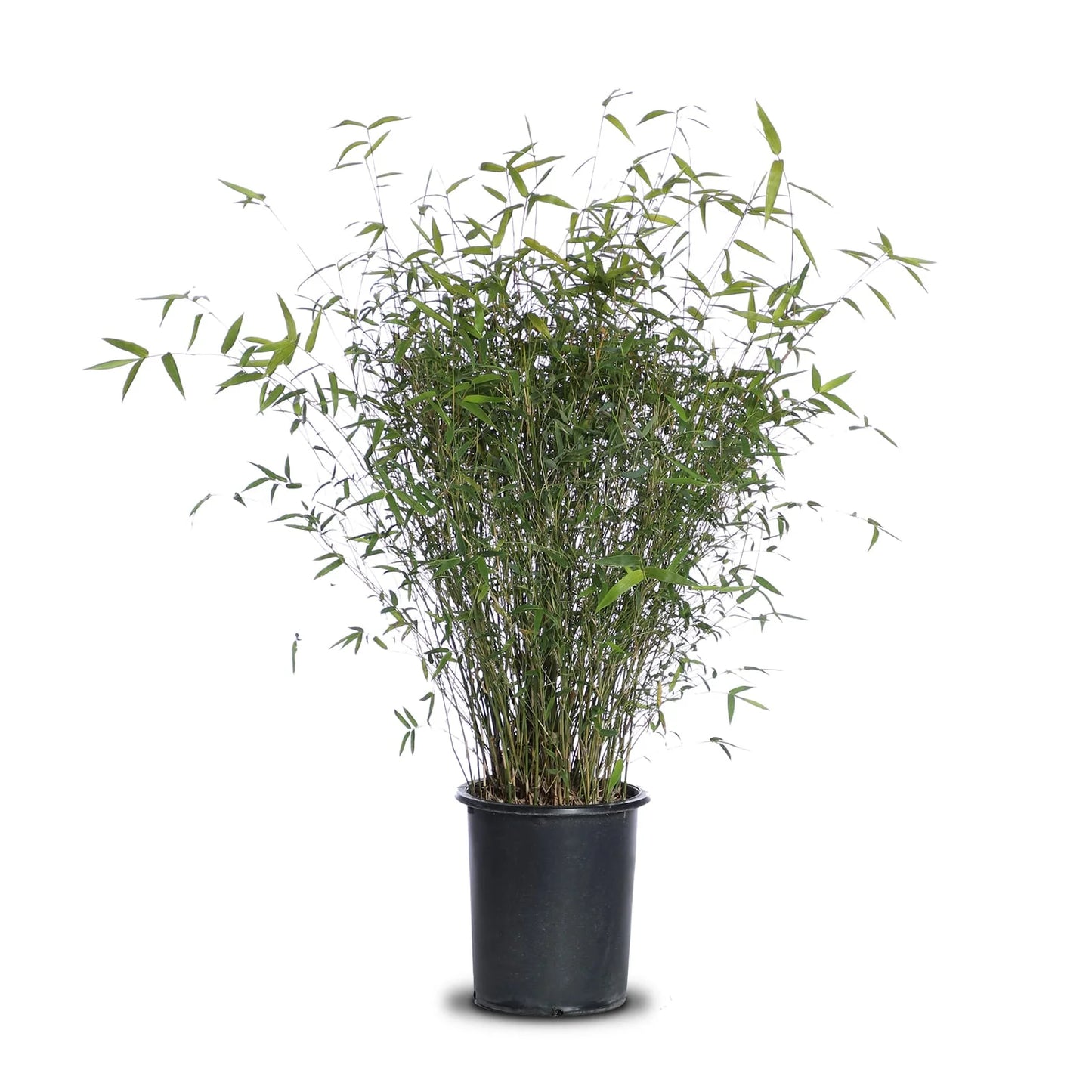 Bamboo "Golden Goddess"