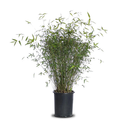 Bamboo "Golden Goddess"