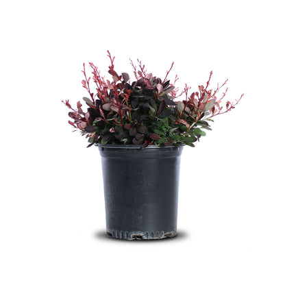 Berberis "Rose Glow"