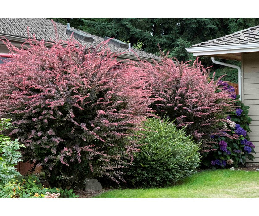 Berberis "Rose Glow"