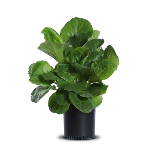 Bergenia "Cordifolia"