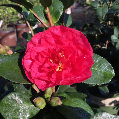 Camellia "Bonanza"