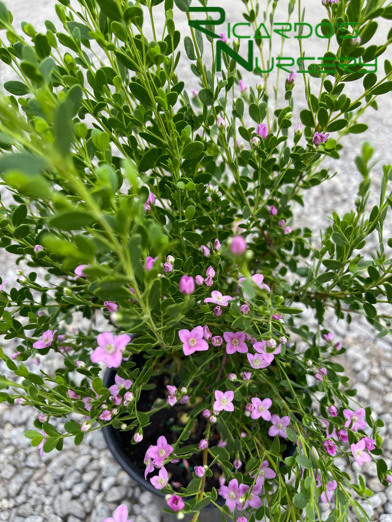 Boronia "Sharks Bay"