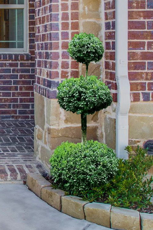 Buxus "3-Tier"