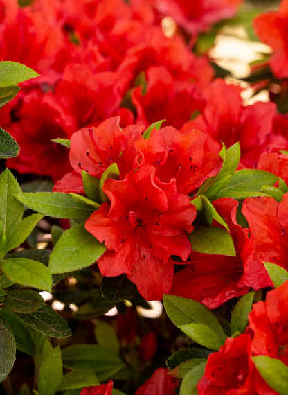 Azalea I. "Brilliant"