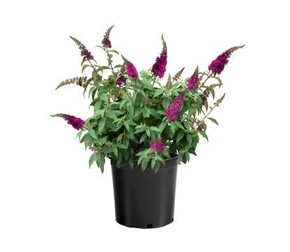 Buddleja "Cran-Razz"