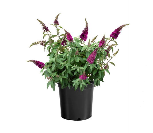 Buddleja "Cran-Razz"