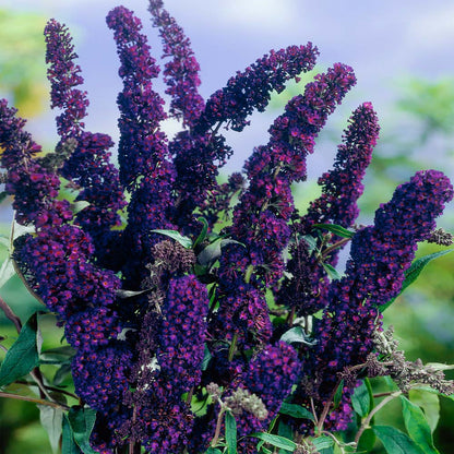 Buddleja davidii 'Black Knight