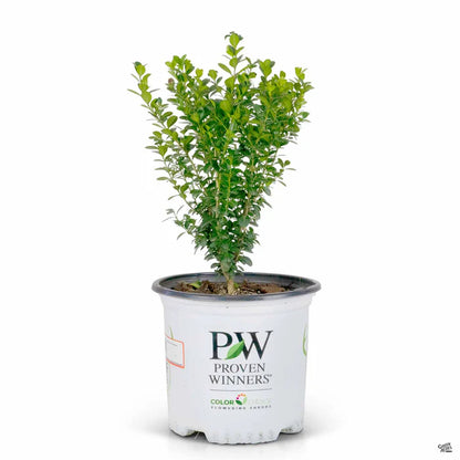 Buxus "Suffruticosa"