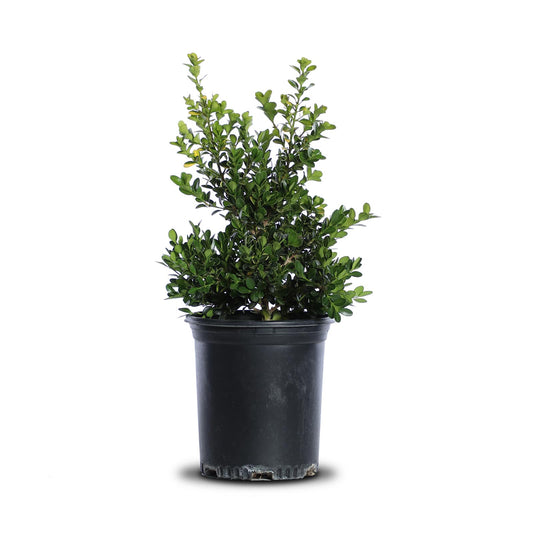 Buxus "Green Beauty"