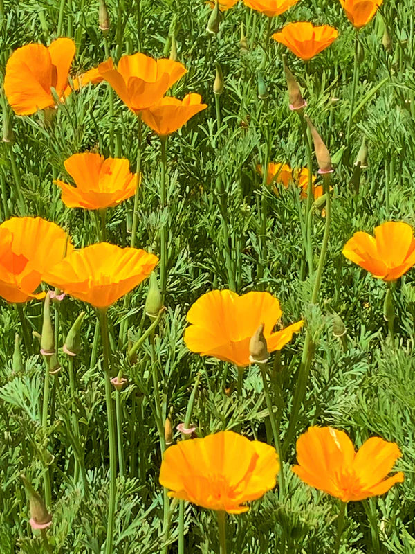 Renee's Garden California Native Orange Poppies