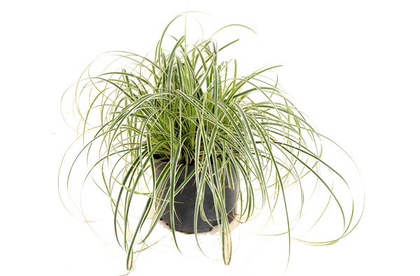 Carex "Feather Falls"