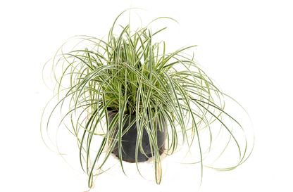 Carex "Feather Falls"