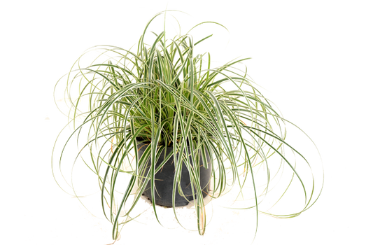 Carex "Feather Falls"