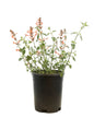 Agastache Kudos Manadarin