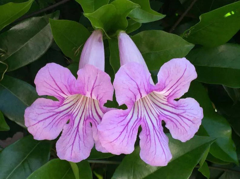 Bignonia "Violacea"