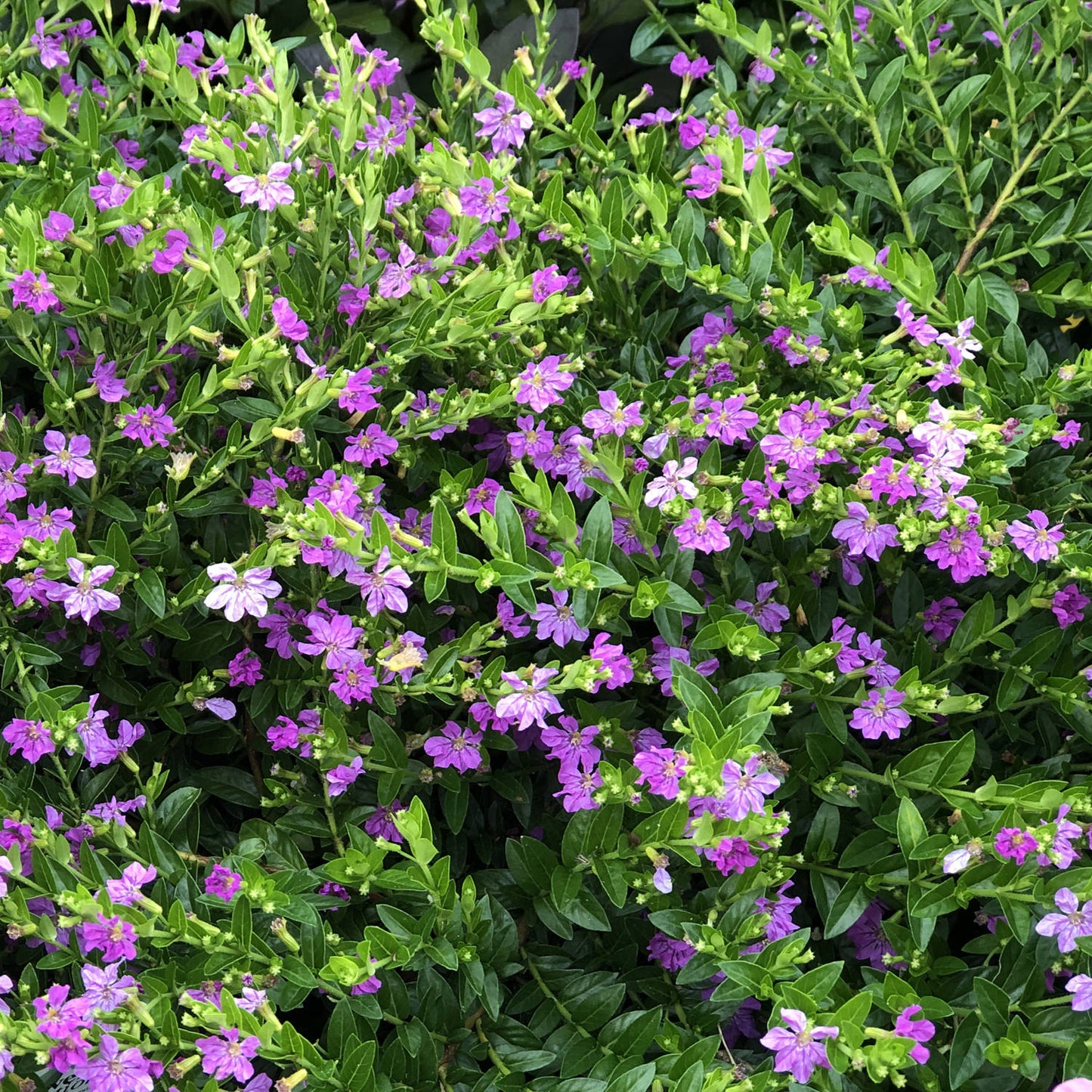 Cuphea 'Lavender'