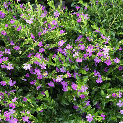 Cuphea 'Lavender'